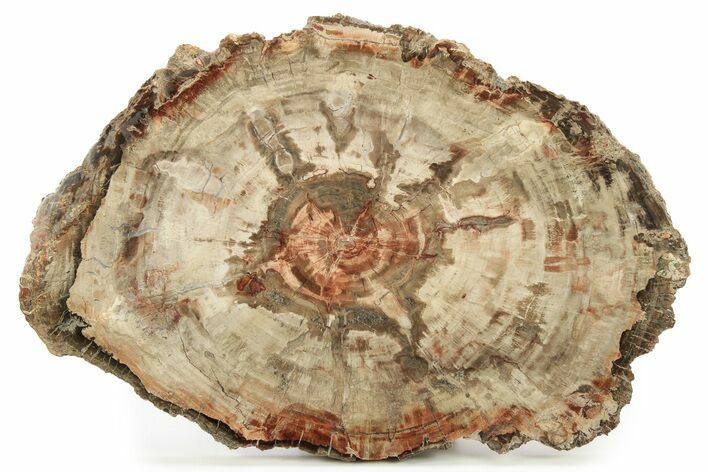 Colorful, Petrified Wood (Araucaria) Round - Madagascar #260481